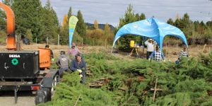 RALEO DE PINOS EXÓTICOS: VILLA PEHUENIA MOQUEHUE AVANZA CON METAS CONCRETAS EN PREVENCIÓN Y RESTAURACIÓN AMBIENTAL