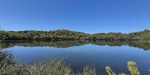 Un árbol que puede vivir mil años, un sapito con cuatro ojos y un pato de anteojos: Villa Pehuenia Moquehue los cuida con raleo de pinos en Las Lagunas
