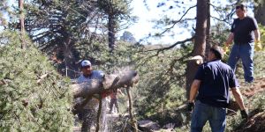 “Proteger nuestro bosque es una decisión de gestión”: arrancó el raleo de pinos en Las Lagunas de Villa Pehuenia Moquehue